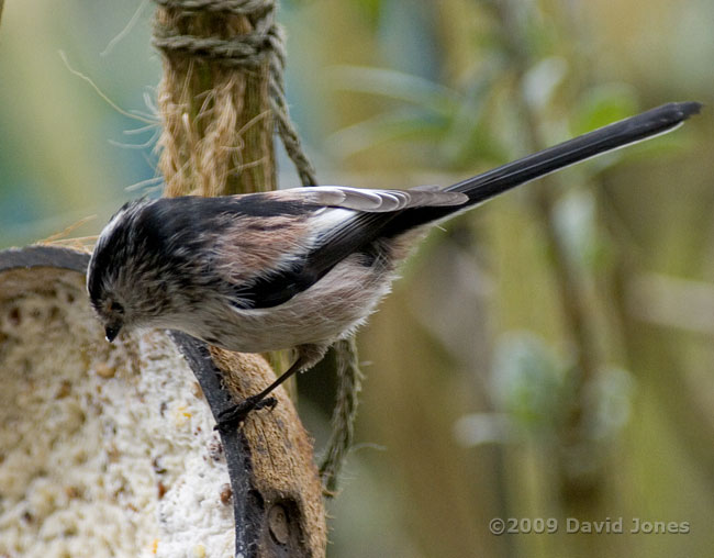 Long-tailed Tit