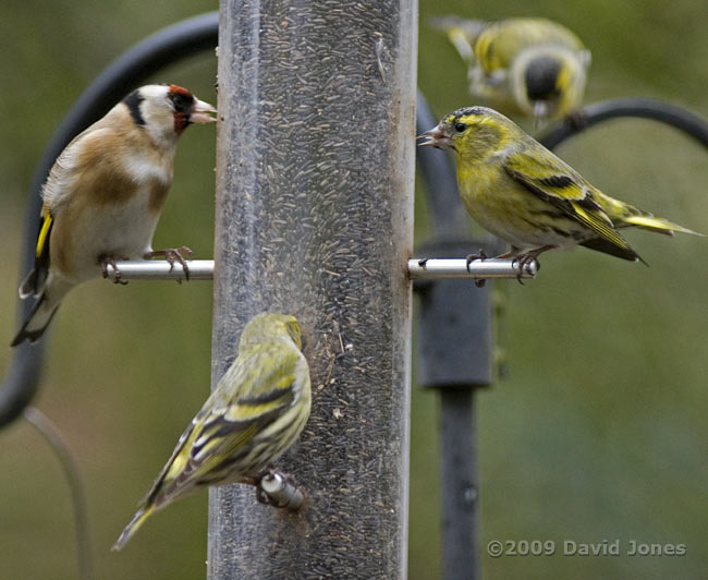 Siskins and a Goldfinch