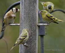 Siskins and a Goldfinch