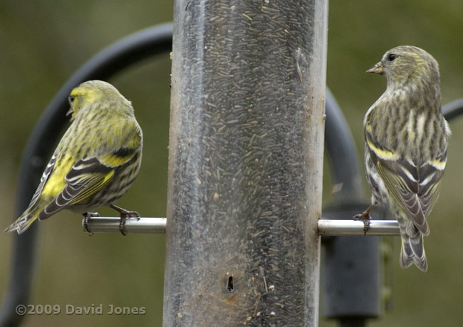 Male and female Siskins