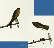 Sparrowhawk on tv antenna