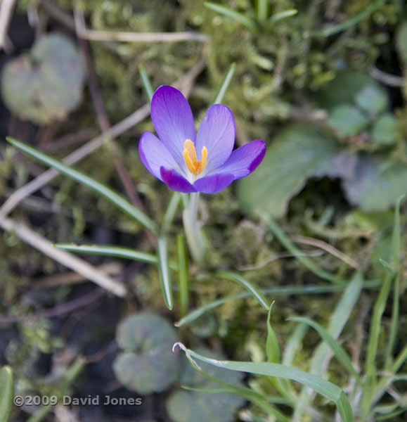 Crocus in flower next to big pond