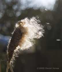 Reedmace sheds its seeds