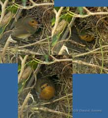 Robin female visits nestbox in Ivy tree