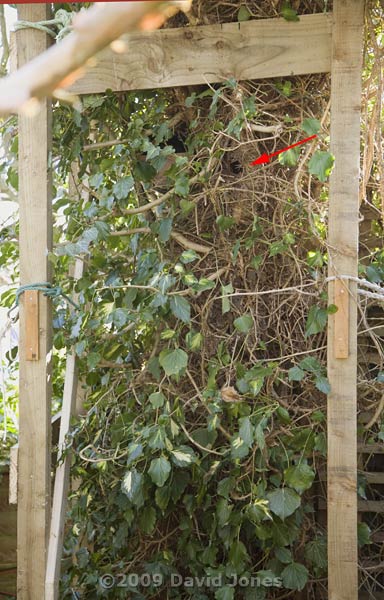 The Ivy tree with nestbox entrance indicated