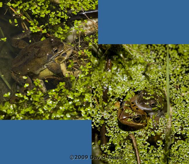 Frogs in amplexus