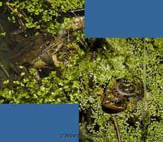 Frogs in amplexus