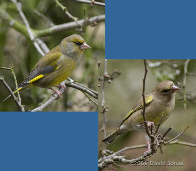 Greenfinches in the Hawthorn today