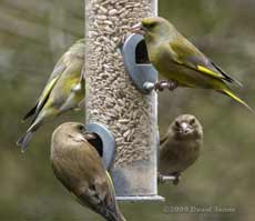 Greenfinches visit the feeders today
