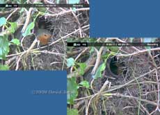Cctv image of Robin and Ivy tree nest box