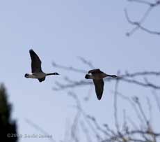 Canada Geese fly past the garden