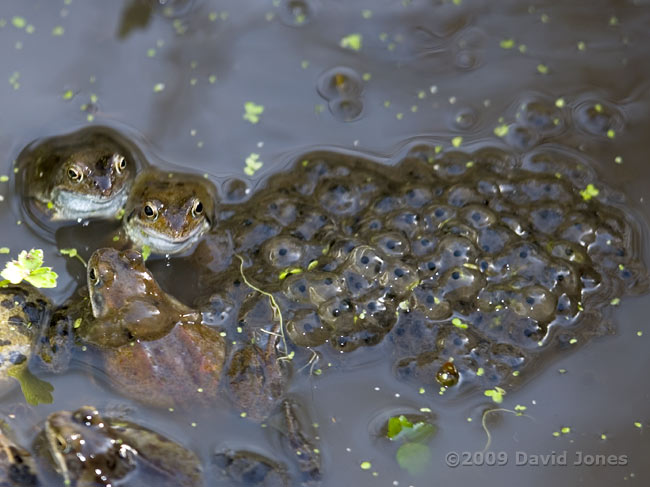 First frog spawn of the year