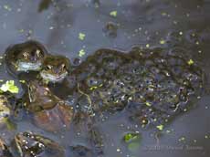 First frog spawn of the year