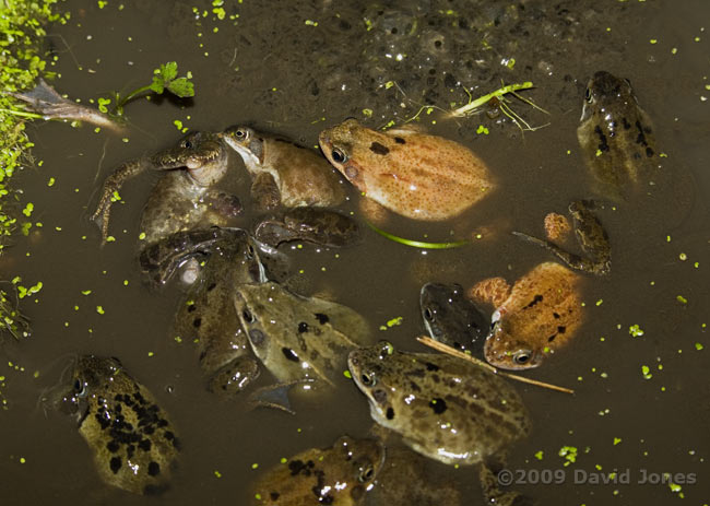 Frogs gather for spawning - 2