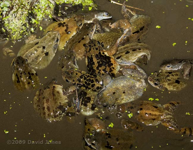 Frogs gather for spawning - 1