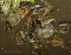 Frogs gather for spawning