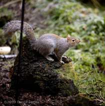 Grey Squirrel in the garden