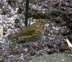 Song Thrush in the garden