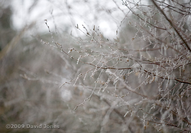 Frost on my neighbour's birch tree