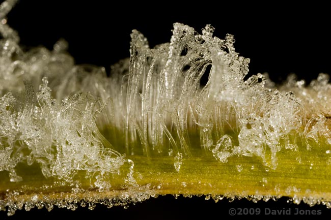 Ice formations ('frost flowers') on bamboo leaves - 1