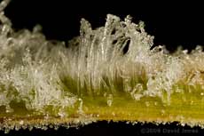 Ice formations ('frost flowers') on bamboo leaves