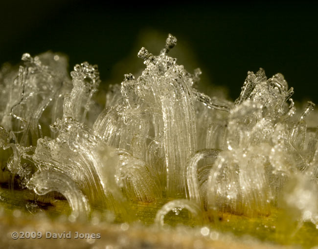 Ice formations ('frost flowers') on bamboo leaves - 2