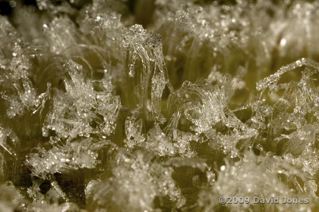 Ice formations ('frost flowers') on bamboo leaves - 3