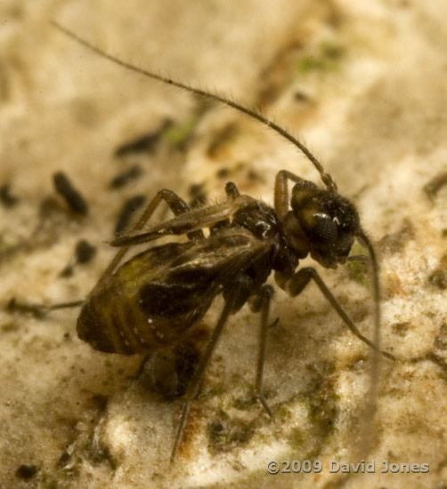 Barkflies on logs - 1