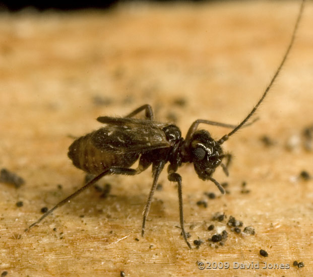 Barkflies on logs - 3