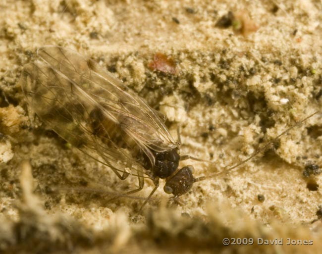 Barkflies on logs - 3