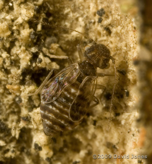 Barkflies on logs - 4