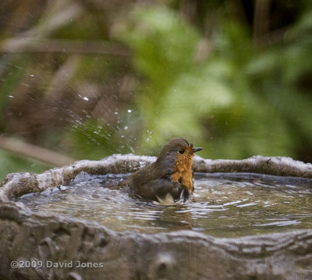 A Robin bathes in the birdbath - 1