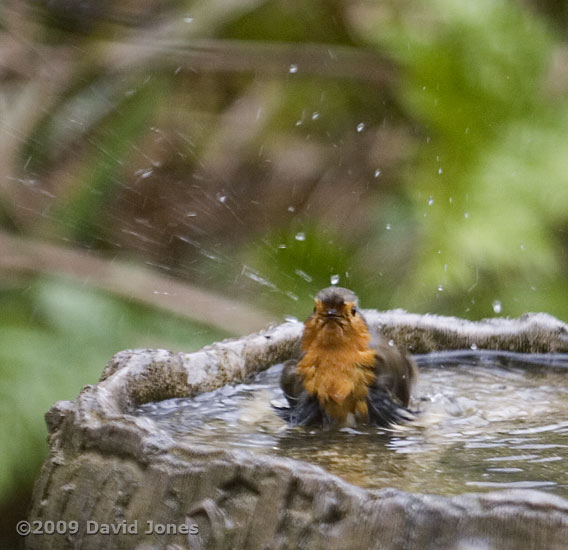 A Robin bathes in the birdbath - 2