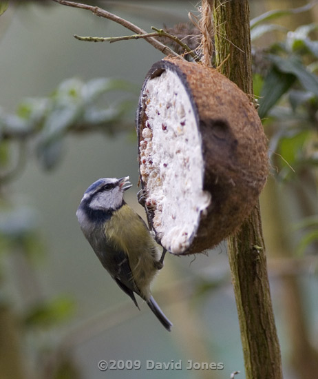 Blue Tit at fat feeder