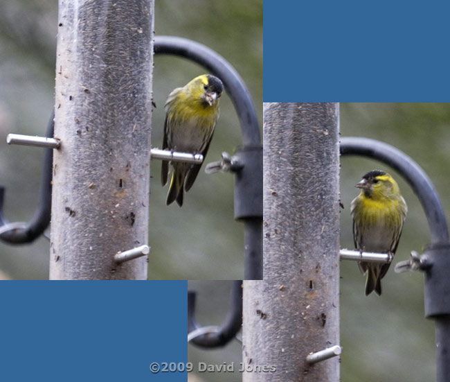 Male Siskin at feeder