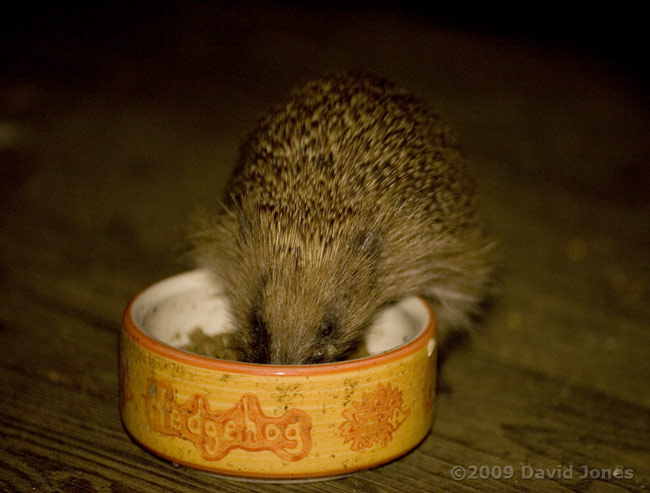 Hedgehog at feeder (6pm)