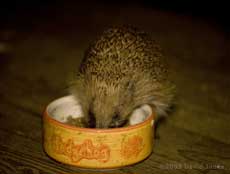 Hedgehog at feeder (6pm)