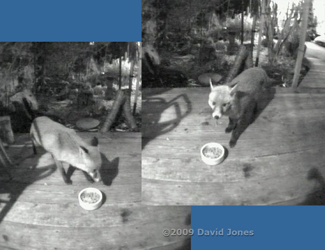 Foxes on the veranda last night