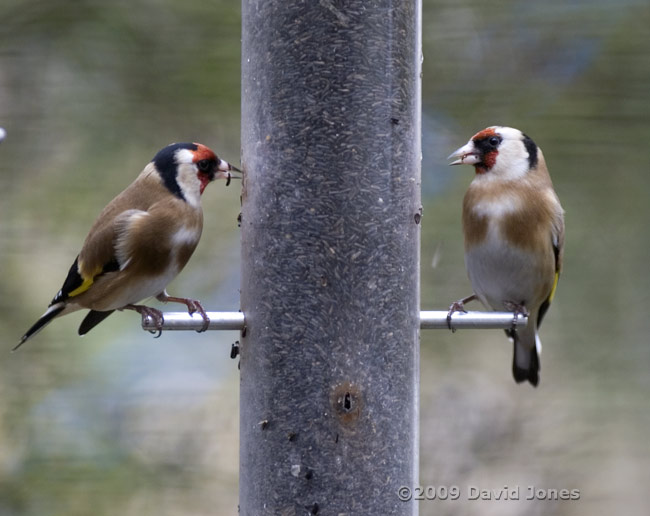 Goldfinches at their feeder