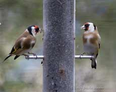 Goldfinches at their feeder