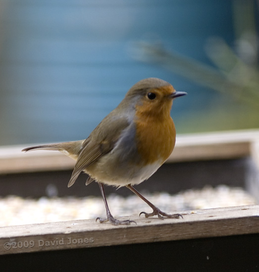 Robin on bird table