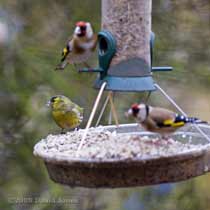 Siskin at the sunflower feeder