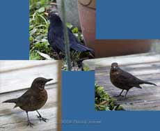 Blackbirds on the veranda