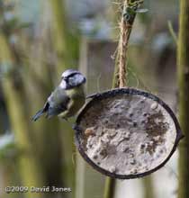 Blue Tit at coconut fat feeder