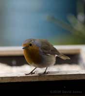 Robin on bird table