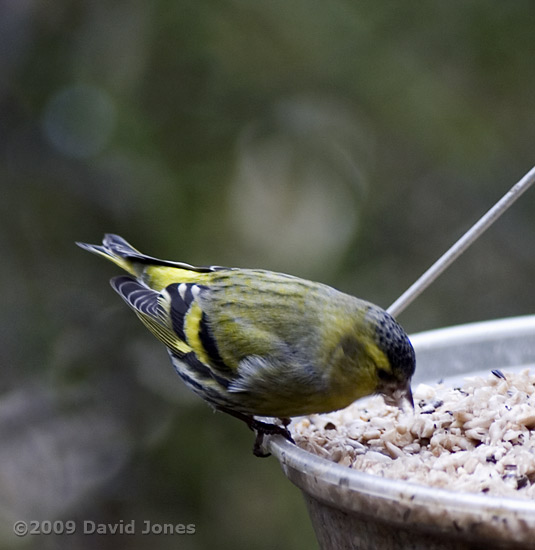 Male Siskine eats sunflower kernels