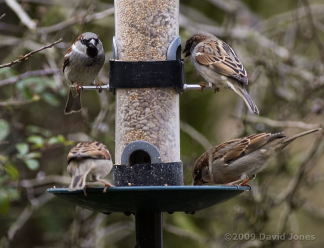 House Sparrows at their feeder