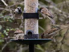 House Sparrows at their feeder