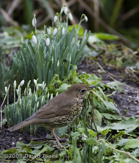 Song Thrush hunts next to the Snowdrops
