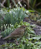 Song Thrush hunts next to the Snowdrops